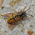 Common Wasp (Vespula vulgaris) queen, Alan Prowse